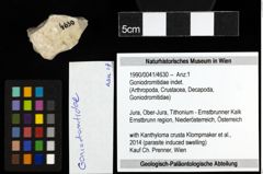 Foto (Objekt + Etiketten) von Goniodromitidae indet. 